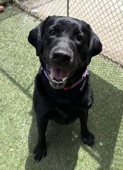Ruger -  Black Labrador Retriever Dog for Adoption in Sudbury, Massachusetts - Ruger | PetCurious