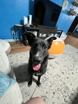 Kora -  German Shepherd Dog and Black Labrador Retriever Dog for Adoption in San Diego, California - Kora | PetCurious