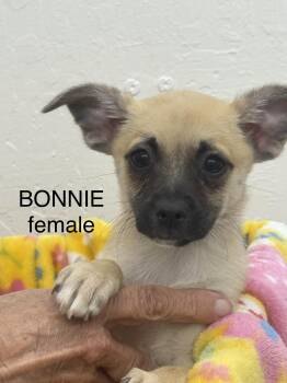 Chihuahua Dogs Available for Adoption in Sonora, California - Bonnie  | PetCurious