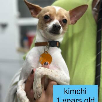 Kimchi -  Miniature Pinscher and Chihuahua Dog for Adoption in Tampa, Florida - Kimchi | PetCurious