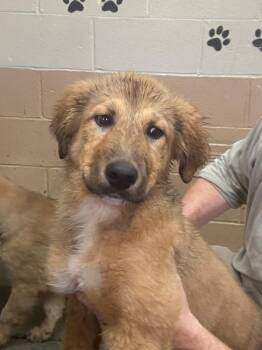 Great Pyrenees and Labrador Retriever Dogs Available for Adoption - Pumpkin | PetCurious