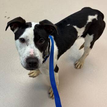 Guppy -  Pit Bull Terrier Dog for Adoption in Newark, New Jersey - Guppy | PetCurious