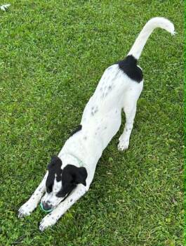 Mixed Breed Dogs Available for Adoption in Kenosha, Wisconsin - Juno | PetCurious
