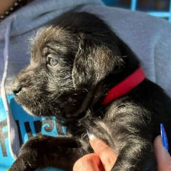 Rescue Australian Shepherd and Pit Bull Terrier Dogs for Adoption in Spring Hill, Kansas - Biscotti Bean | PetCurious