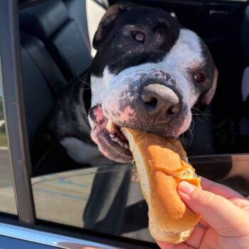 Rescue Pit Bull Terrier Dogs for Adoption in York, Pennsylvania - Cashew | PetCurious