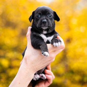 Rescue Terrier Dogs for Adoption in Durham, North Carolina - Mackerel | PetCurious