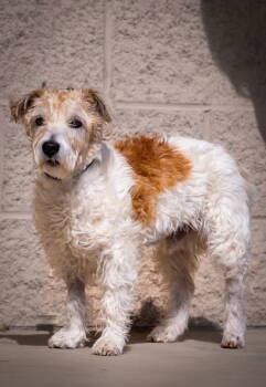 Rescue Jack Russell Terrier Dogs for Adoption in Columbia, Tennessee - Doobie | PetCurious