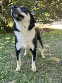 Rescue Shepherd and Husky Dogs for Adoption in Troy, Alabama - Avery | PetCurious