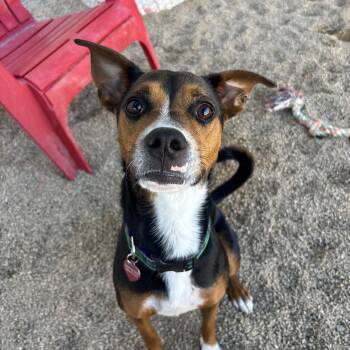 Rescue Basenji Dogs for Adoption in Phoenix, Arizona - Rosetta | PetCurious