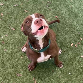 Millie -  Mixed Breed Dog for Adoption in Titusville, Florida - Millie | PetCurious
