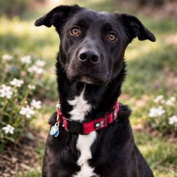 Labrador Retriever and Great Dane Dogs Available for Adoption - Millie May So Sweet She Melts Hearts | PetCurious