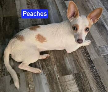 Peaches -  Chihuahua Dog for Adoption in Warrenton, Missouri - Peaches | PetCurious