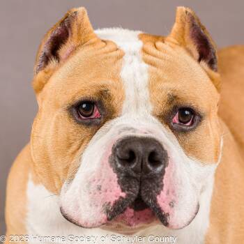 Big Boss Daddy -  American Bully Dog for Adoption in Montour Falls, New York - Big Boss Daddy | PetCurious