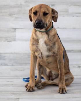 Rescue Hound and Mixed Breed Dogs for Adoption in Pelham, New Hampshire - Sherry | PetCurious