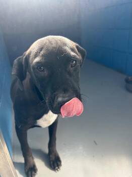 Lightning -  Labrador Retriever Dog for Adoption in Hartsville, South Carolina - Lightning | PetCurious