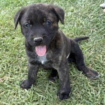 Monte *available at off-site adoption event 8/27 -  Mixed Breed Dog for Adoption in Briarcliff Manor, New York - Monte *available At Off-site Adoption Event 8/27 | PetCurious