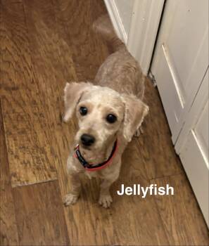 Maltipoo Dogs Available for Adoption in Broken Arrow, Oklahoma - Jellyfish | PetCurious