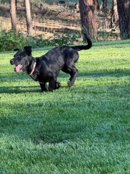 Clover -  Terrier Dog for Adoption in Rathdrum, Idaho - Clover | PetCurious