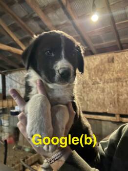 Rescue Border Collie Dogs for Adoption in Manchester Township, New Jersey - Google | PetCurious