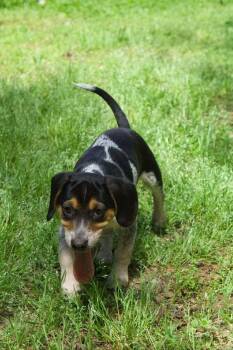 Pongo -  Beagle and Australian Cattle Dog Blue Heeler Dog Available for Adoption in Dale City, Virginia - Pongo | PetCurious