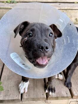 Ollie -  Pit Bull Terrier Dog for Adoption in North Freedom, Wisconsin - Ollie | PetCurious
