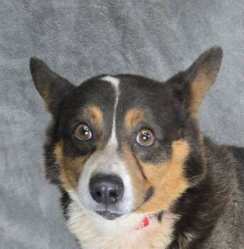 Ringo -  Corgi Dog for Adoption in Newport, Tennessee - Ringo | PetCurious