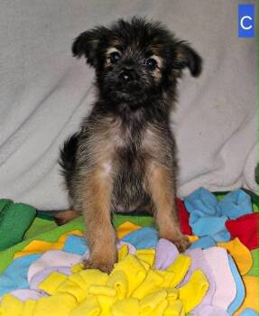 Mixed Breed Dogs Available for Adoption in Taycheedah, Wisconsin - Callie | PetCurious