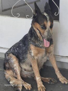 A826080 -  Australian Cattle Dog Blue Heeler Dog for Adoption in San Antonio, Texas - A826080 | PetCurious