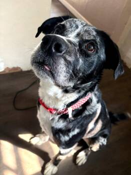 Catahoula Leopard Dog Dogs Available for Adoption in Billings, Montana - Mixed Nuts | PetCurious