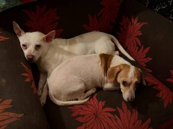 Roscoe and Duke Bonded -  Chihuahua and Dachshund Dog for Adoption in North Berwick, Maine - Roscoe And Duke Bonded | PetCurious