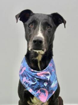 Great Dane and Black Labrador Retriever Dogs Available for Adoption - Bee | PetCurious