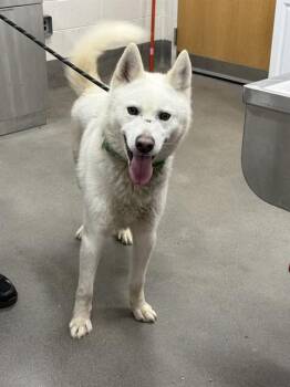 German Shepherd Dog Dogs Available for Adoption - CYBER | PetCurious