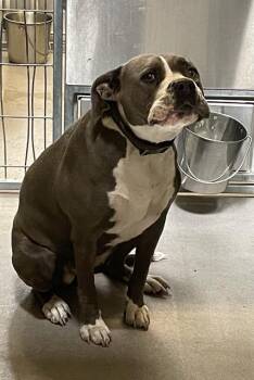 A614737 -  Pit Bull Terrier Dog for Adoption in Modesto, California - A614737 | PetCurious