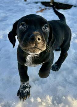 Terrier Dogs Available for Adoption - Boots * | PetCurious