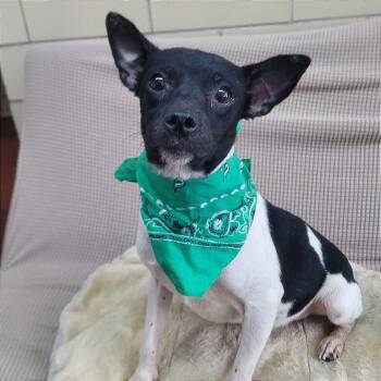 Chihuahua Dogs Available for Adoption in Manchester, New Hampshire - Johnny Fever In NH. Come Meet Our Adoptable Dogs Wednesday-Satur | PetCurious