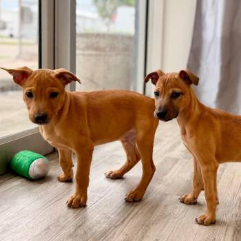Nilla -  Carolina Dog and Hound Dog for Adoption in Green Bay, Wisconsin - Nilla | PetCurious