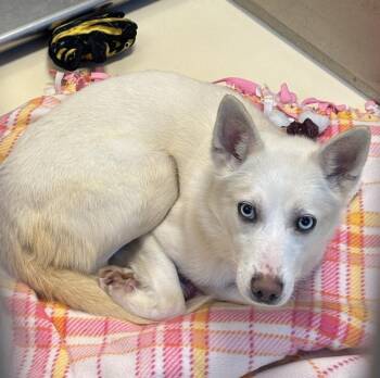 Eskimo Dog Dogs Available for Adoption - Icee | PetCurious