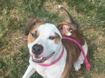 MEATBALL -  Pit Bull Terrier and Mixed Breed Dog for Adoption in Tulsa, Oklahoma - MEATBALL | PetCurious