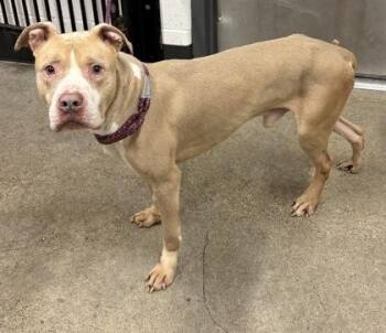 Dez -  Pit Bull Terrier Dog for Adoption in Cleveland, Ohio - Dez | PetCurious
