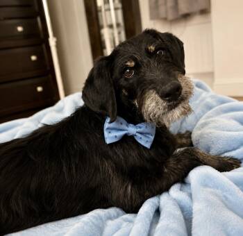 Niko aka Stanley -minature doodle -  Poodle and Labrador Retriever Dog for Adoption in Mount Laurel Township, New Jersey - Niko Aka Stanley -minature Doodle | PetCurious