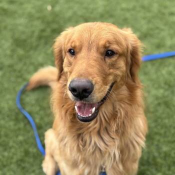 Rescue Golden Retriever Dogs for Adoption in Oakville, Ontario - Scout | PetCurious