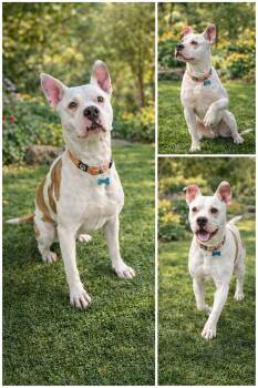 American Bully Dogs Available for Adoption - Icky | PetCurious
