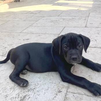 Hallow* -  Pit Bull Terrier Dog for Adoption in San Gabriel, California - Hallow* | PetCurious