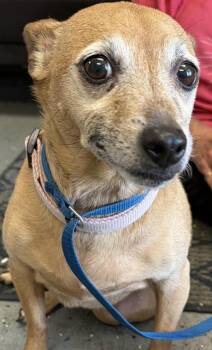 Bella -  Chihuahua Dog for Adoption in Vallejo, California - Bella | PetCurious