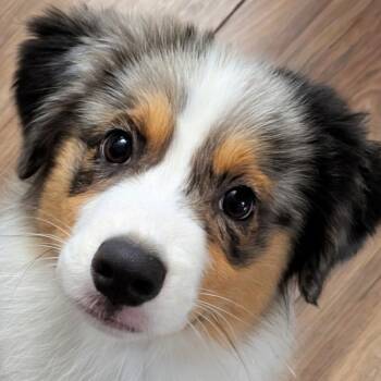 Houston -  Australian Shepherd Dog for Adoption in Ladson, South Carolina - Houston | PetCurious