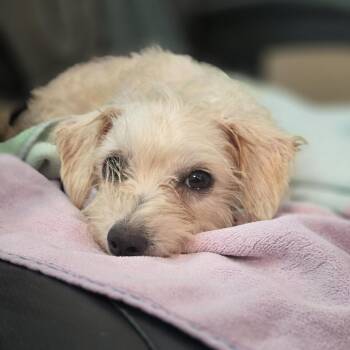 Corn Puff -  Mixed Breed Dog for Adoption in Sonoma, California - Corn Puff | PetCurious