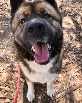 Rescue Akita Dogs for Adoption in Romoland, California - Tadeo | PetCurious