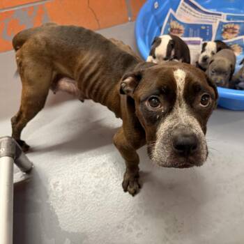 Ice Cream Sundae -  Pit Bull Terrier Dog for Adoption in Northbrook, Illinois - Ice Cream Sundae | PetCurious