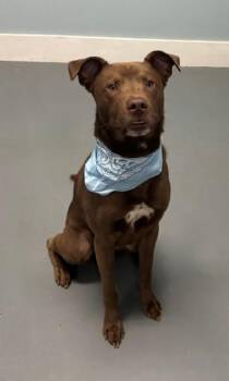Pierre -  Chocolate Labrador Retriever and Mixed Breed Dog for Adoption in Hawk Point, Missouri - Pierre | PetCurious
