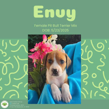 Rescue Pit Bull Terrier Dogs for Adoption in Pottstown, Pennsylvania - Envy | PetCurious